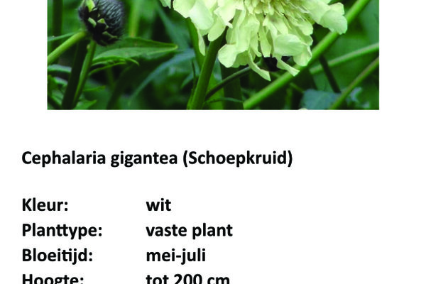 Cephalaria gigantea.jpg