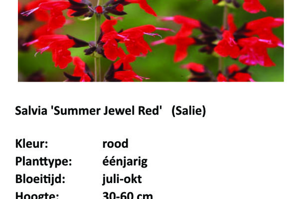 Salvia 'Summer Jewel Red'.jpg