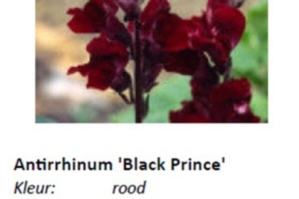 Antirrhinum 'Black Prince'.jpg