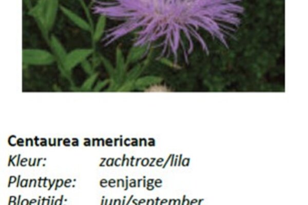 Cantaurea americana.jpg