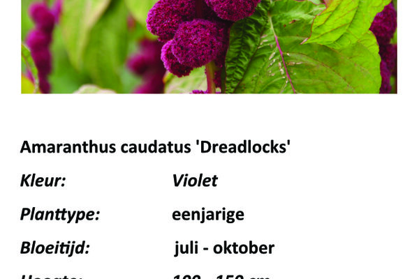 Amaranthus caudatus 'Dreadlocks'.jpg