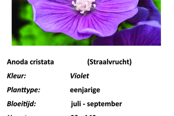 Anoda cristata (Straalvrucht).jpg