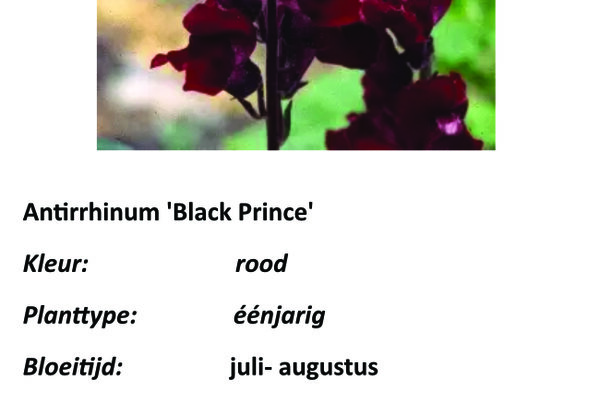 Antirrhinum 'Black Prince'.jpg