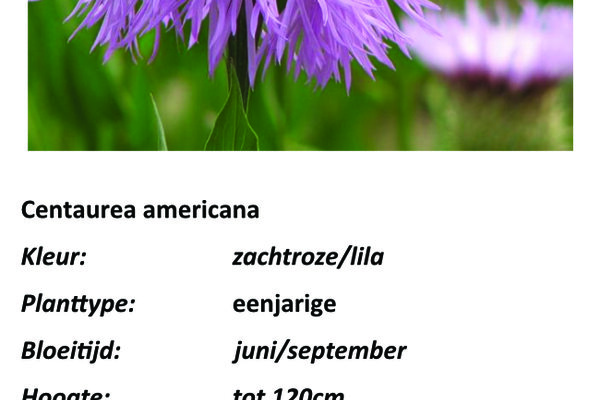 Centaurea americana.jpg