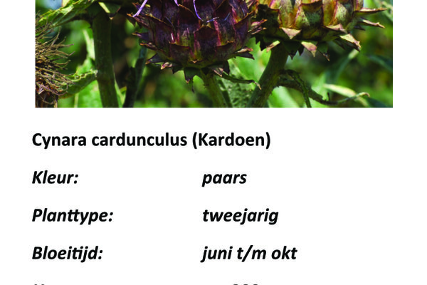 Cynara cardunculus (Kardoen).jpg
