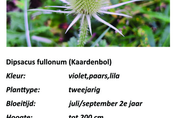 Dipsacus fullonum (Kaardenbol).jpg