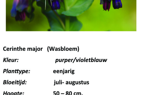Cerinthe major (Wasbloem).jpg
