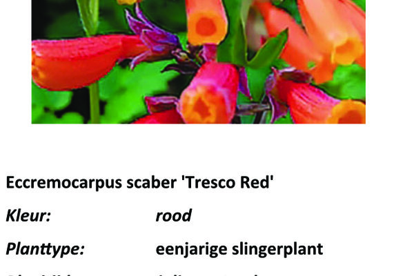 Eccremocarpus 'Tresco Red'.jpg