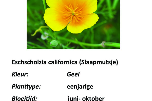 Eschscholzia californica (Slaapmutsje).jpg