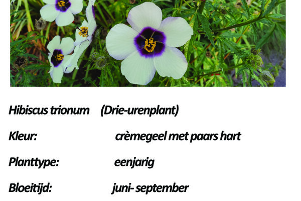 Hibiscus trionum (Drie uren plant).jpg