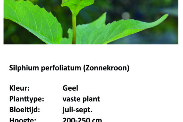 Silphium pefoliatum.jpg