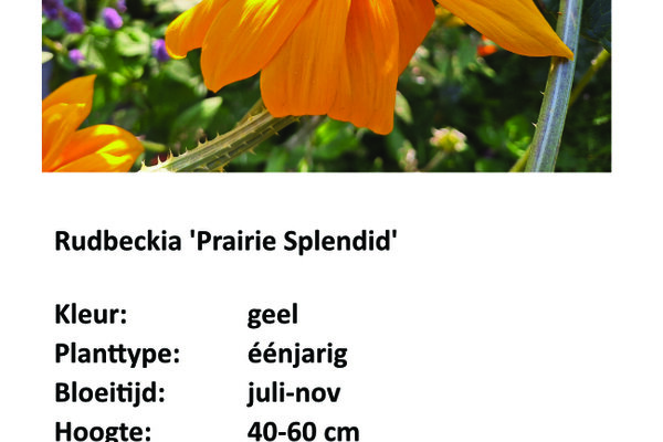 Rudbeckia prairie 'Splendid'.jpg