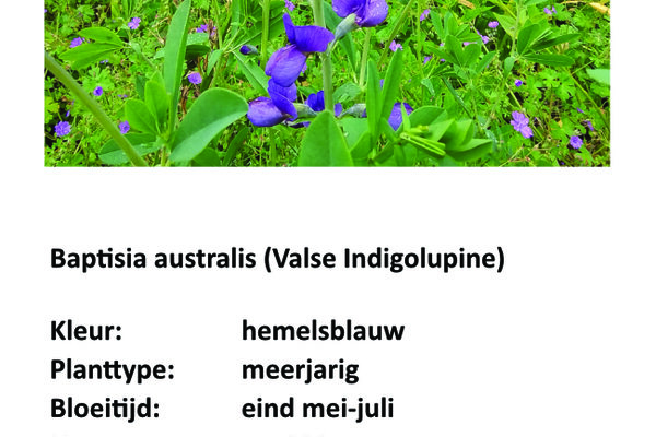 Baptisia australis.jpg