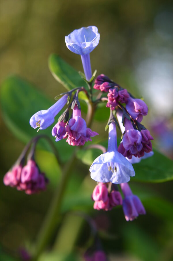 Mertensia virginica (3).jpg