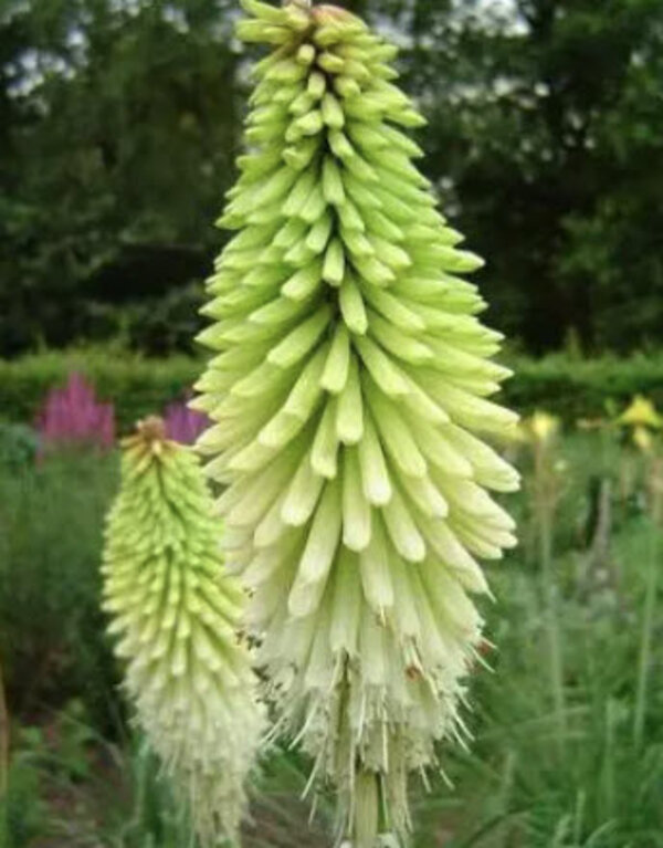 Kniphofia 'Ice Queen'.jpg