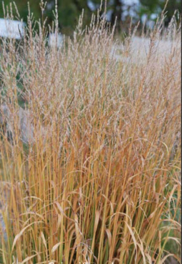 Molinia 'Windspiel'.jpg