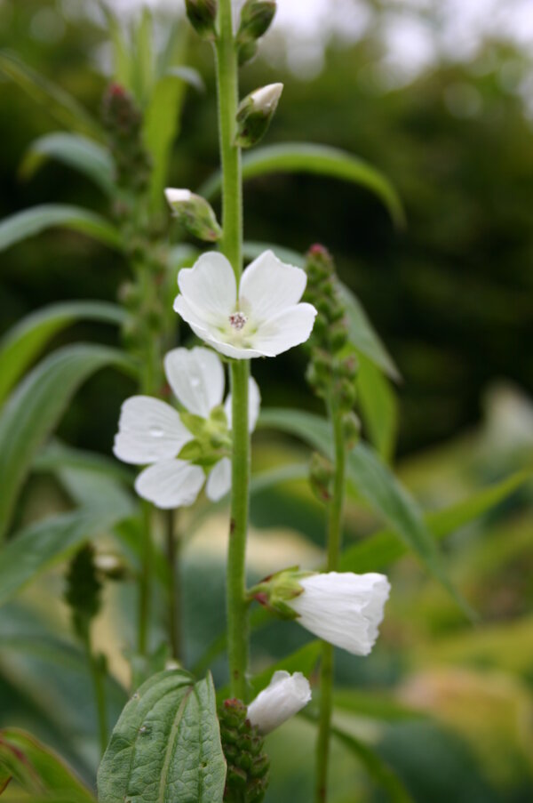 Sidalcea candida 29-04-2005 053.jpg