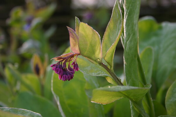 Mertensia virginica.jpg