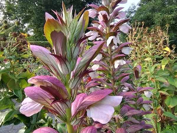 Acanthus mollis.jpg