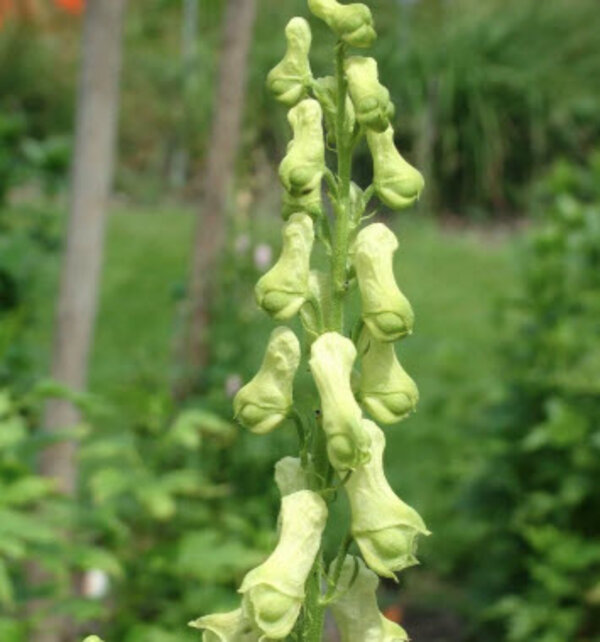 Aconitum'Moon By Luna.jpg
