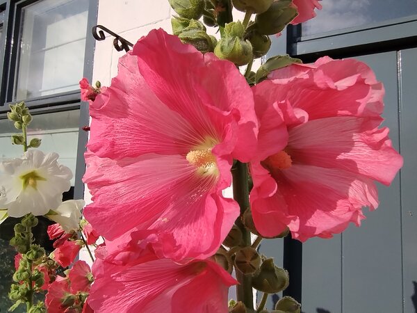 Alcea 'Warffum'.jpg