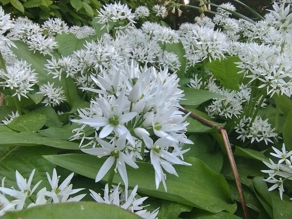 Allium ursinum (Daslook).jpg