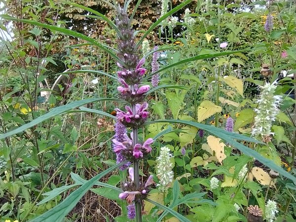 Leonurus japonica.jpg