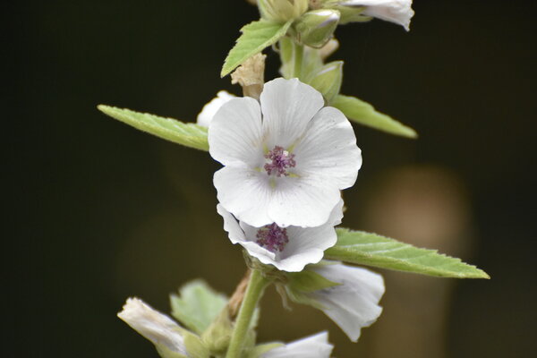 Althaea officinalis (Heemst) (8).JPG